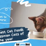 Best Cat Foods for Abyssinian Cats