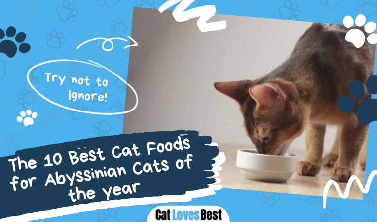 Best Cat Foods for Abyssinian Cats