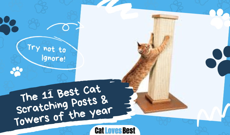 Best Cat Scratching Posts and Towers