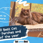 Best Cat Window Perches and Beds