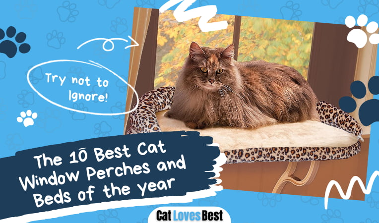 Best Cat Window Perches and Beds