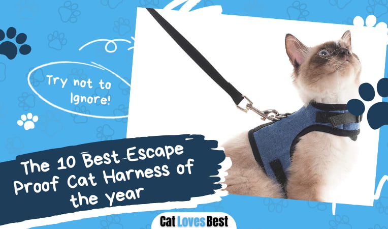 Best Escape Proof Cat Harness