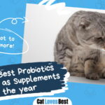 Best Probiotics for Cat