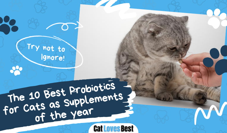 Best Probiotics for Cat