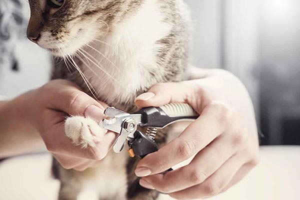 easy cat nail clippers