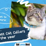 Best Cat Collar