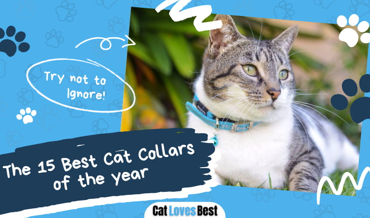 Best Cat Collar