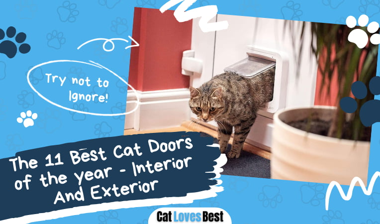 Best Cat Door