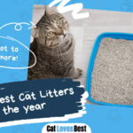 Best Cat Litters