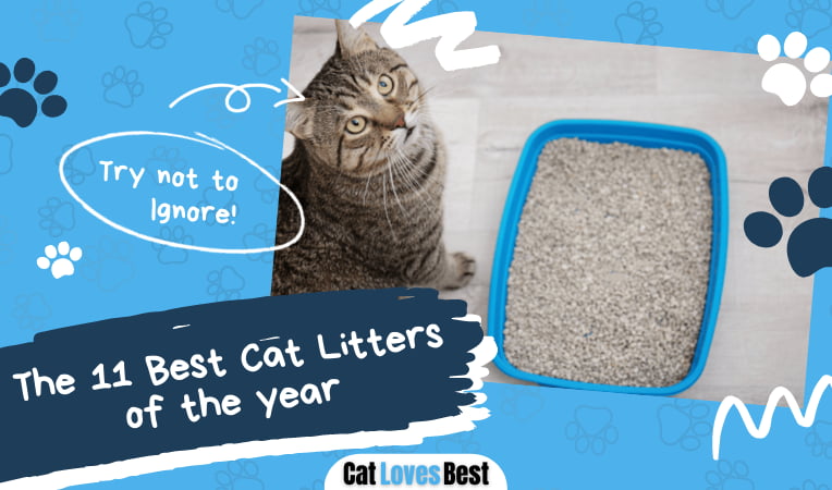 Best Cat Litters