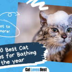 Best Cat Shampoo