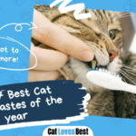 Best Cat Toothpastes