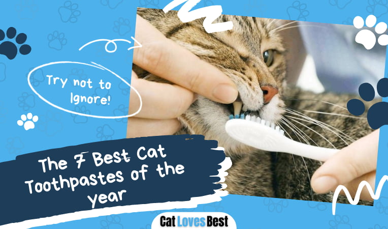 Best Cat Toothpastes