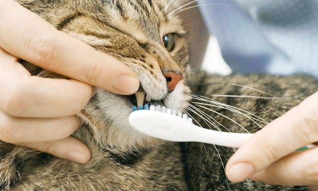 The 7 Best Cat Toothpastes of 2021 (Reviews) Cat Loves Best