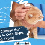 Cat Ear Problems
