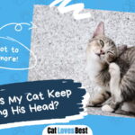Cat Shaking His Head