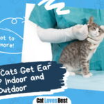 Cats Get Ear Mites