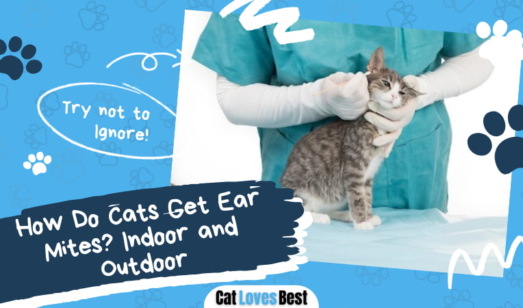 Cats Get Ear Mites