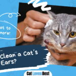 Clean a Cats Ears