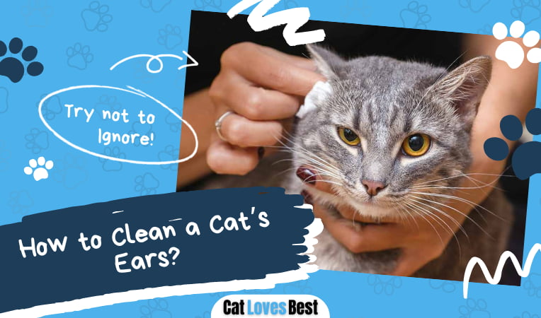 Clean a Cats Ears