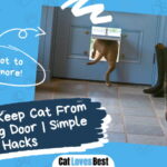 Keep Cat From Using Dog Door