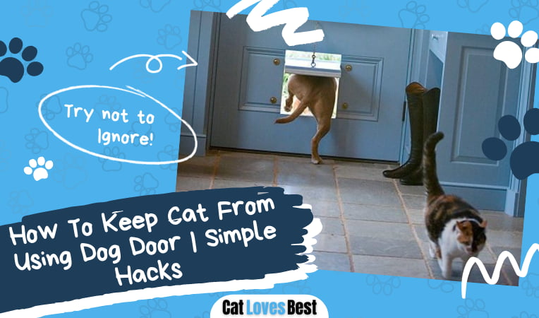 Keep Cat From Using Dog Door