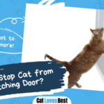 Stop Cat from Scratching Door