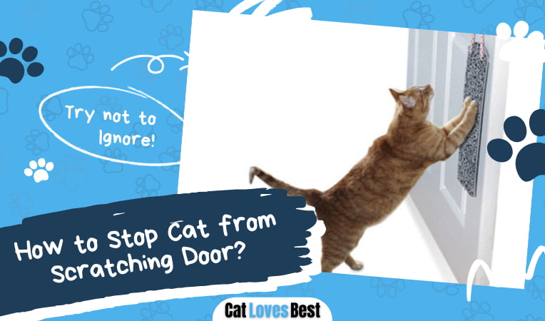 Stop Cat from Scratching Door