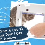 Train A Cat To Use A Cat Door