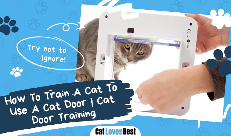 Train A Cat To Use A Cat Door