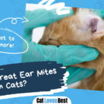 Treat Ear Mites in Cats