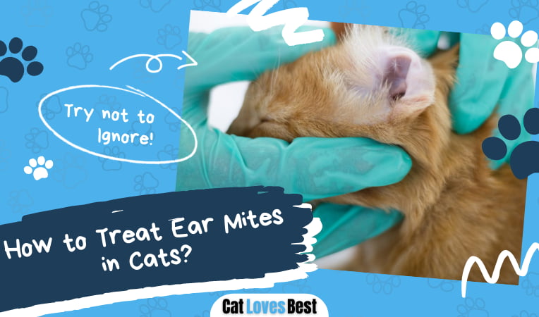 Treat Ear Mites in Cats