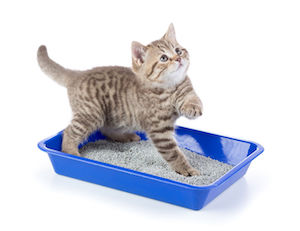 Use the right amount of litter for your cat in the litter box