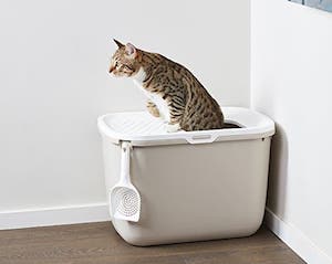 Cat feeling uncomfortable in litter box