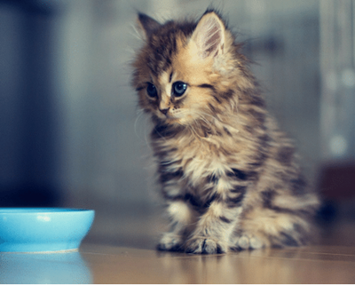 Clean your cat's bowl routinely