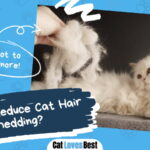 Cat Hair Shedding