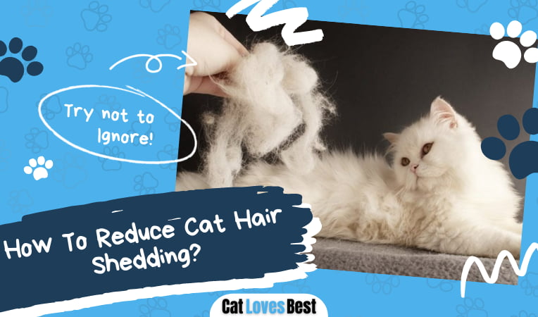 Cat Hair Shedding