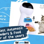 Best Automatic Cat Feeders and Food Dispenser