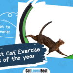 Best Cat Exercise Wheel