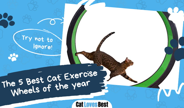Best Cat Exercise Wheel