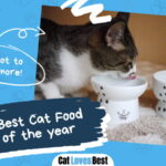 Best Cat Food Bowl