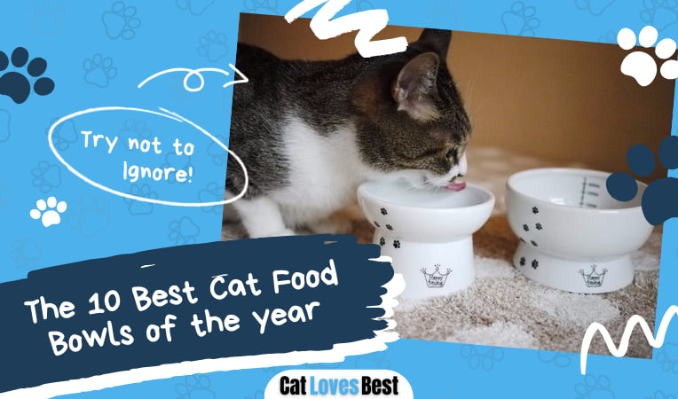Best Cat Food Bowl