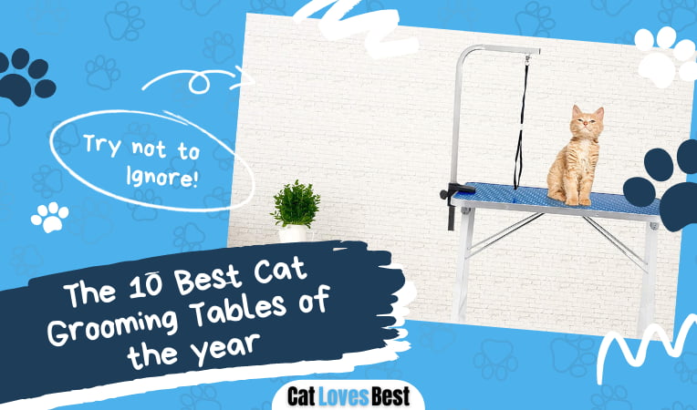 Best Cat Grooming Table