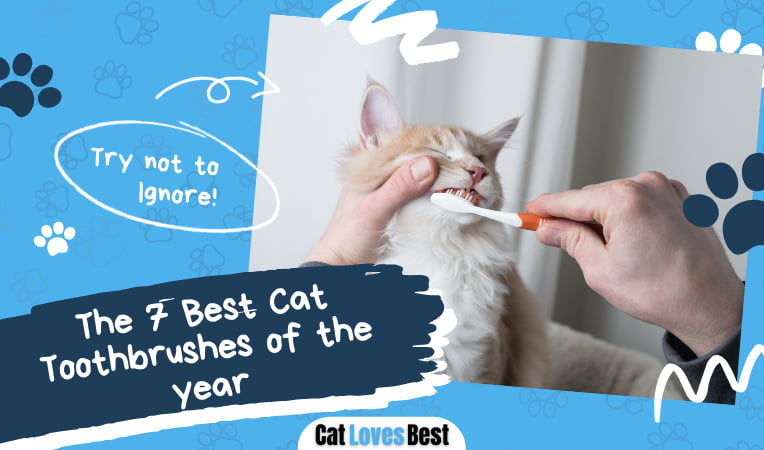 Best Cat Toothbrush