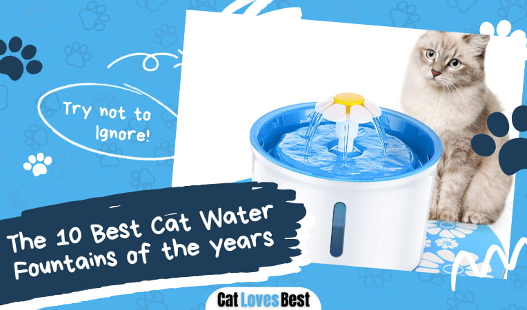 Best Cat Water Fountain