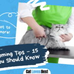 Cat Grooming Tips