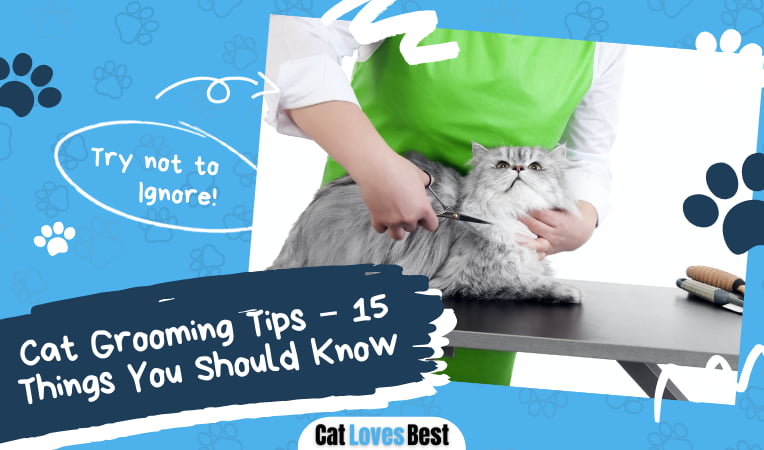 Cat Grooming Tips