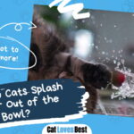 Cats Splashing Water Out of the Bowl