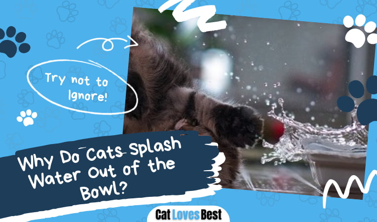 Cats Splashing Water Out of the Bowl