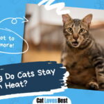 Cats Stay in a Heat